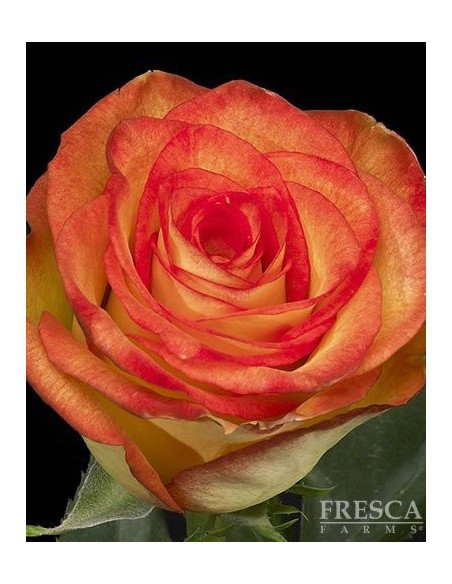 High and Magic Roses