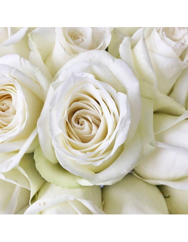 High and Pure White Rose 50 / 100 / 200 stems High and Pure White Rose 50 / 100 / 200 stems