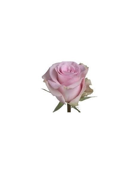 Jessika Pink Rose 50 / 100 / 200 stems