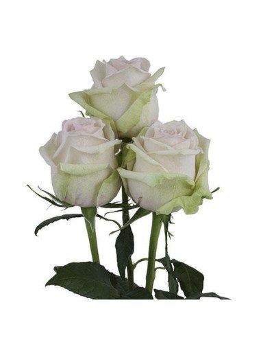 La Perla Peach Rose La Perla Peach Rose