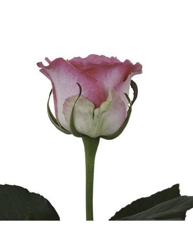 Malibu Pink Rose 50 / 100 / 200 stems Malibu Pink Rose 50 / 100 / 200 stems