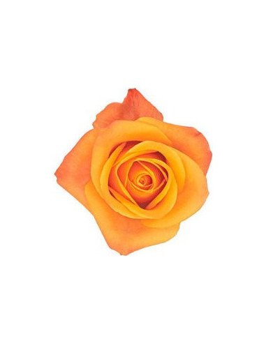 Mango Aloha Yellow Rose