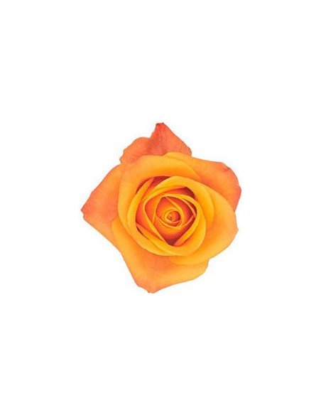 Mango Aloha Yellow Rose