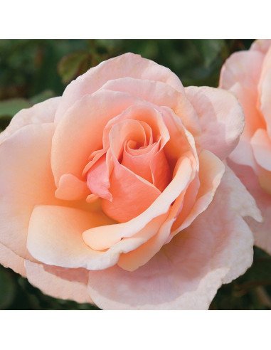 Mother of Pearl Peach Rose 50 / 100 / 200 stems