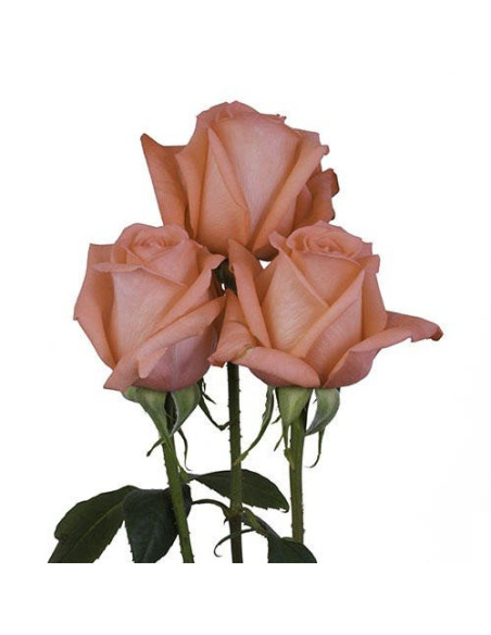 Movie Star Coral  Roses 50 / 100 / 200 stems