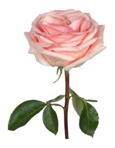 Novia Pink Rose 50 / 100 / 200 stems