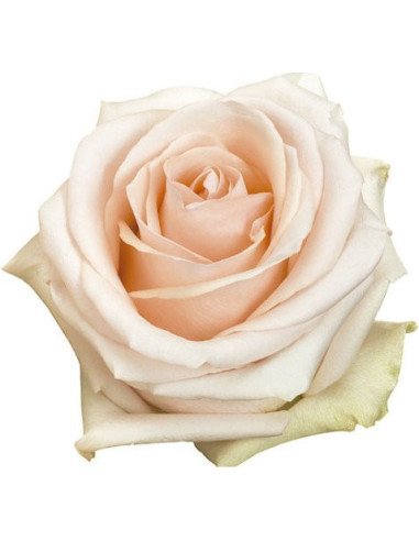 Pastella Rose 100 stems Pastella Rose 100 stems