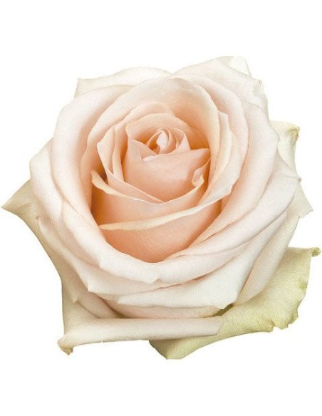 Pastella Rose 100 stems