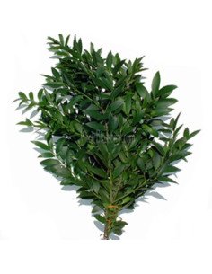 Nagi Podocarpus