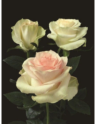 Pink Marzipan Pink Rose 50 / 100 / 200 stems Pink Marzipan Pink Rose 50 / 100 / 200 stems