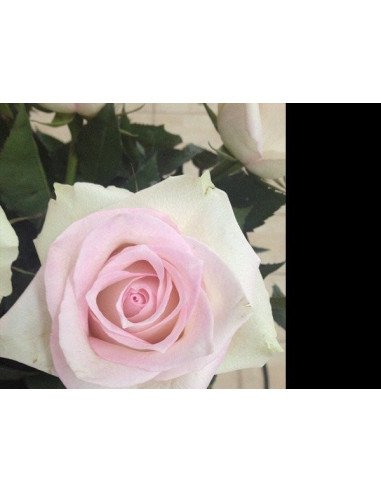 Pink Ragazza Pink Rose 50 / 100 / 200 stems Pink Ragazza Pink Rose 50 / 100 / 200 stems