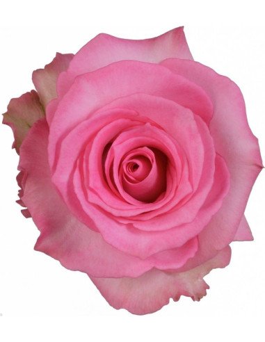 Priceless Pink Rose 50 / 100 / 200 stems Priceless Pink Rose 50 / 100 / 200 stems