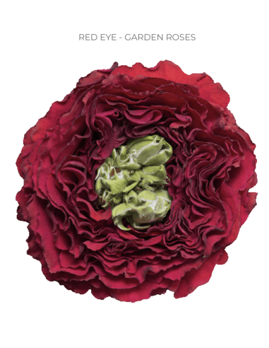 Red Eye Garden Rose 100 stems Red Eye Garden Rose 100 stems