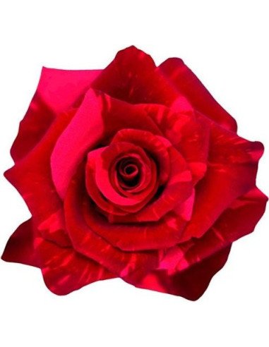 Red Panther Bicolor Red Rose 100 stems Red Panther Bicolor Red Rose 100 stems