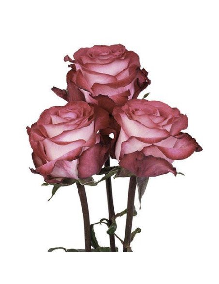 Riveria Hot  Pink Rose 50 / 100 / 200 stems