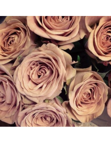 Rose Bigh Cappuccino 50cm  120 stems