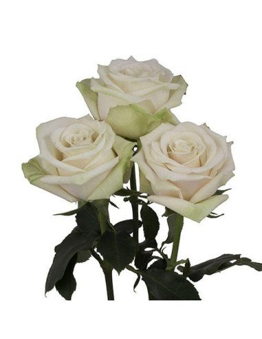 Sahara  Roses 125 stems BULK BOX -- Short Stems 40cm