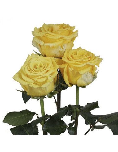 Sonrisa Yellow Rose