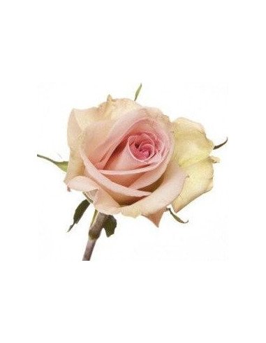 Sophie Pink Rose 50 / 100 / 200 stems Sophie Pink Rose 50 / 100 / 200 stems