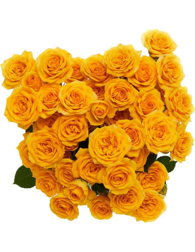 Spray Rose "Yellow Babe" Yellow By the Box 100 stems
