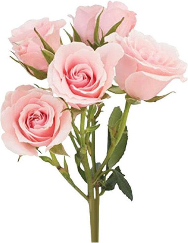 Spray Rose Light Pink / Pink Majolica / 100 Stems Spray Rose Light Pink / Pink Majolica / 100 Stems