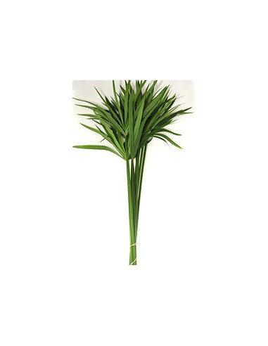 Aralia Medium