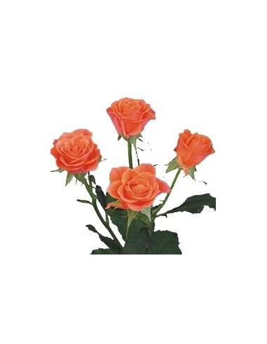 Spray Rose Solid Orange By the Box 100 stems