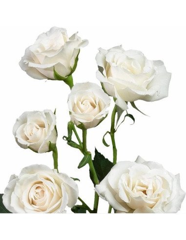 Spray Rose White Majolica 100 Stems