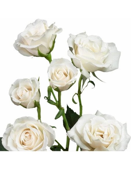 Spray Rose White Majolica 100 Stems