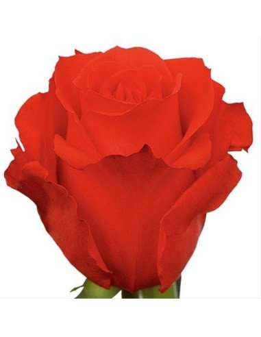 Star 2000 Orange Rose