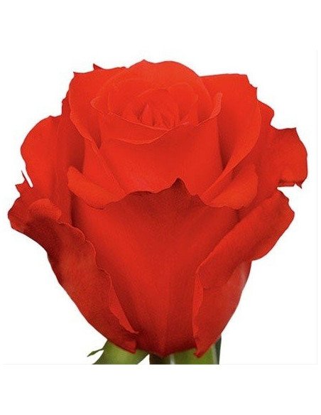 Star 2000 Orange Rose