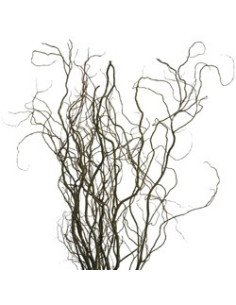 Curly Willow By the Bunch