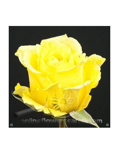 Storm Yellow Rose