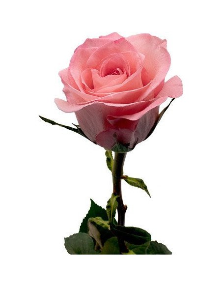 Sweet Mama Pink Rose 50 / 100 / 200 stems