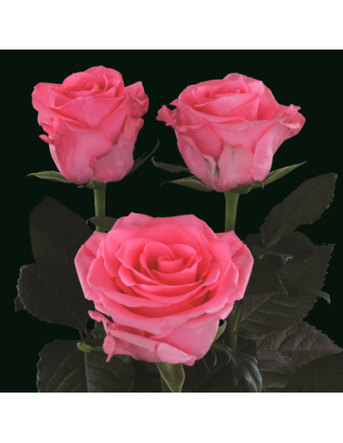 Tabatha Dark Pink  Roses 50 / 100 / 200 stems Tabatha Dark Pink  Roses 50 / 100 / 200 stems