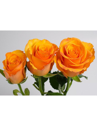 Tycoon Orange  Rose 50 / 100 / 200 stems Tycoon Orange  Rose 50 / 100 / 200 stems