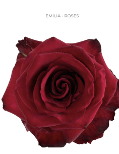 Emilia Red Rose — Deep Romantic Red Roses | Wholesale & Bulk (50 / 75 / 100 Stems)