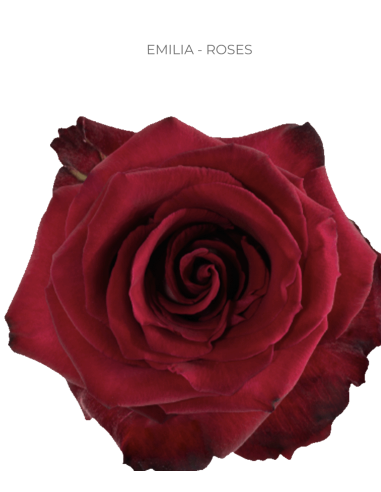 Emilia Red Rose — Deep Romantic Red Roses | Wholesale & Bulk (50 / 75 / 100 Stems)