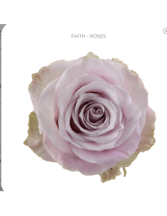 Wholesale Grey Knights Roses Buy Direct and Save 50% or more off of retail prices.