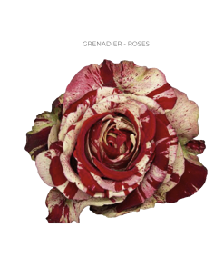 GRENADIER 50 / 100 / 200 stems