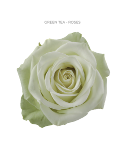 GREEN TEA 50 / 75 / 100 / 200 stems