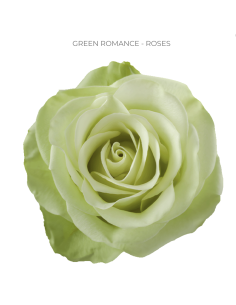 GREEN ROMANCE 50 / 75 / 100 / 200 stems