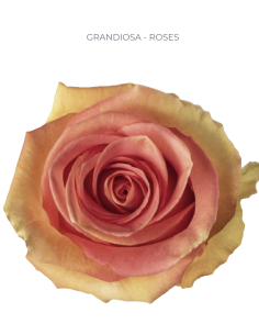 GRANDIOSA Rose 50 / 75 / 100 / 200 stems