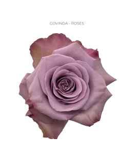 GOVINDA Lavender Rose