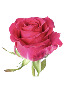 邦楽 PASSION ROSE OUT OF CONTROL Passion Rose Discography: Vinyl, CDs, & More | Discogs