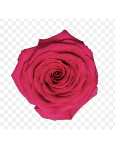 GOTCHA Hot pink rose 50 / 75 / 100 / 200 stems 2