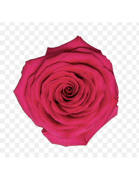 GOTCHA Hot pink rose 50 / 75 / 100 / 200 stems