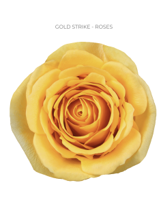 GOLD STRIKE yellow rose 50 / 75 / 100 /200 stems