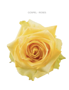 GOSPEL Yellow rose 50 / 75 / 100 stems