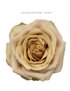 GOLDEN MUSTARD yellow ish rose 50 / 75 / 100 / 200 stems